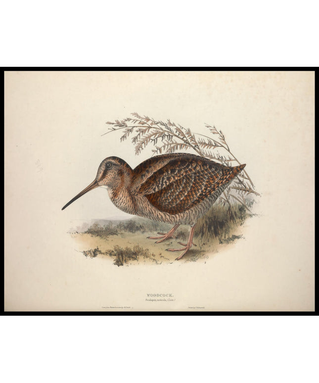 Scolopax Rusticola Poster