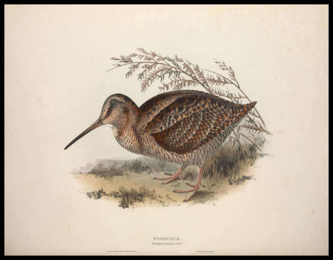 Affiche Scolopax Rusticola
