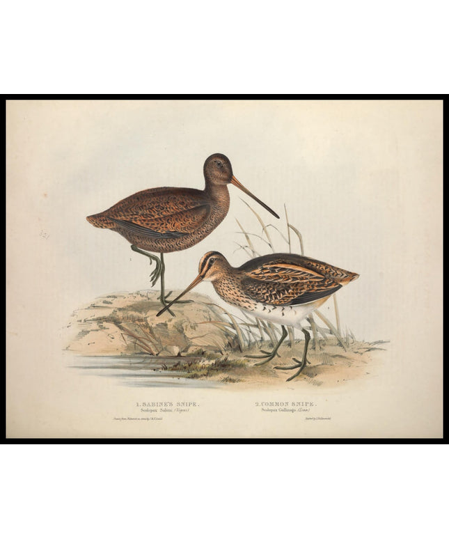 Scolopax Sabini & Gallinago Poster