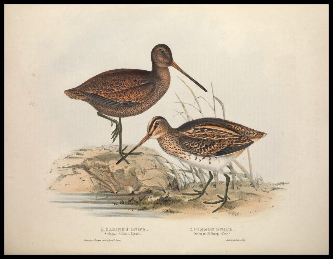 Poster Scolopax Sabini & Gallinago