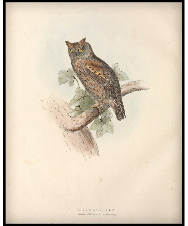 Scops Aldrovandi Poster