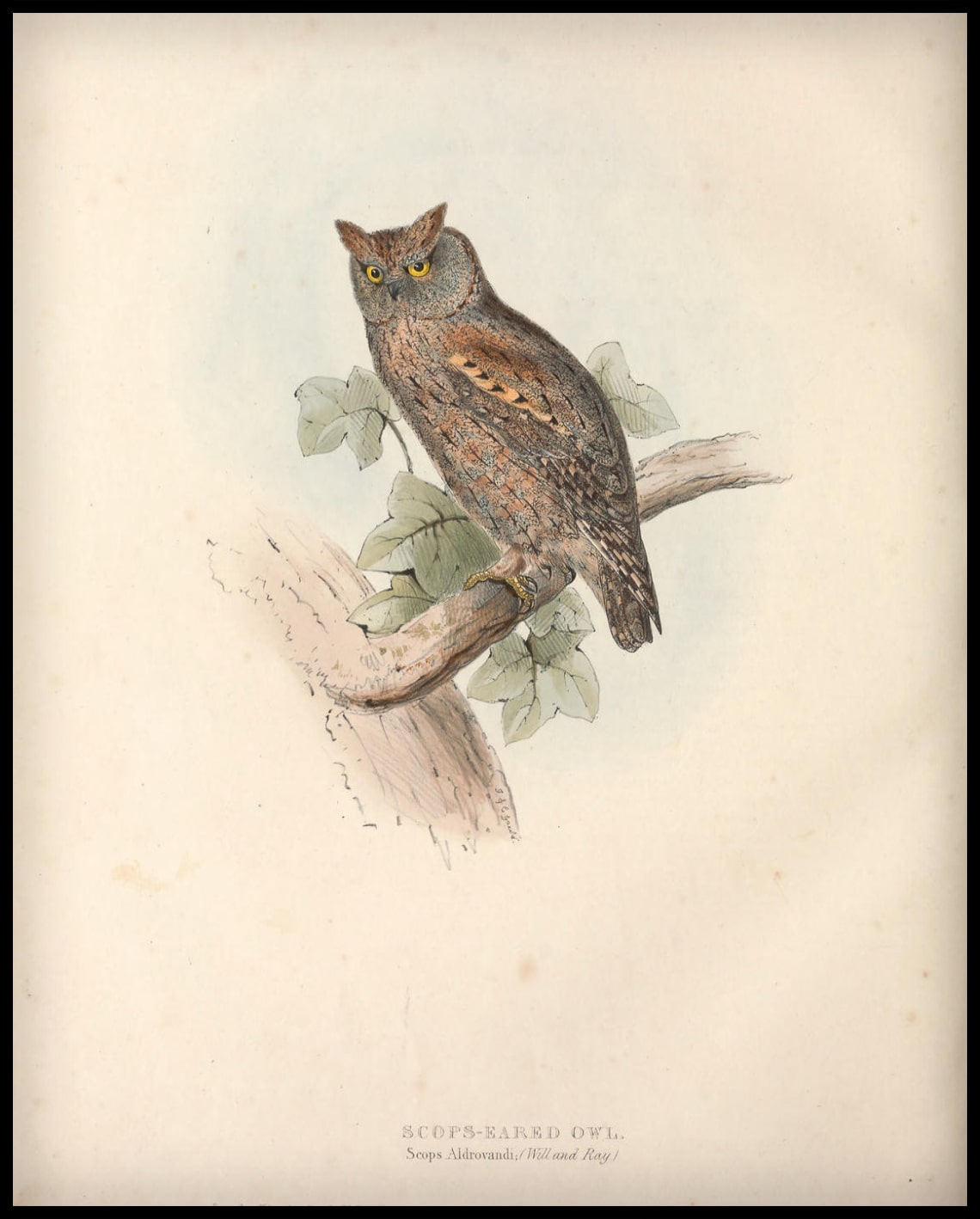 Poster Scops Aldrovandi
