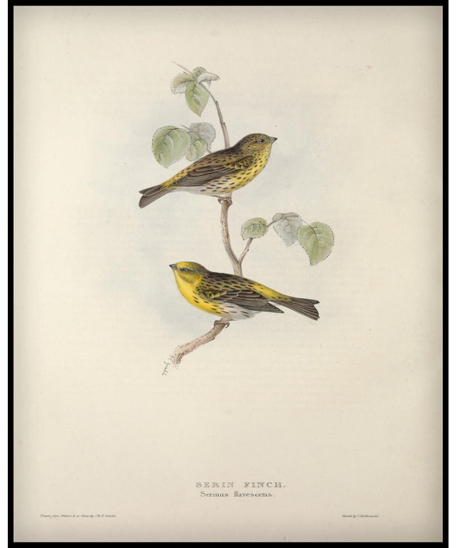Serinus Flavescens Poster