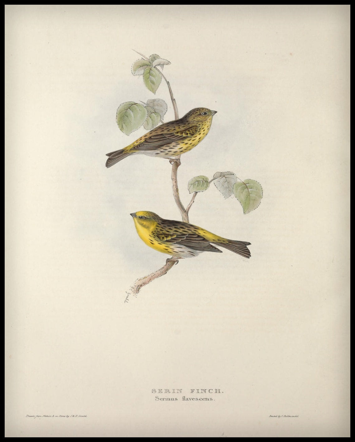 Poster Serinus Flavescens