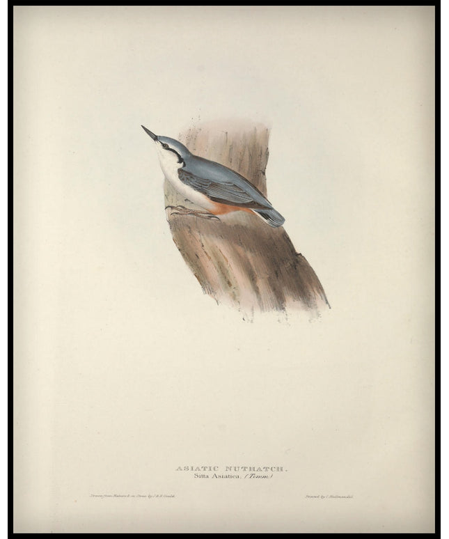 Sitta Asiatica Poster