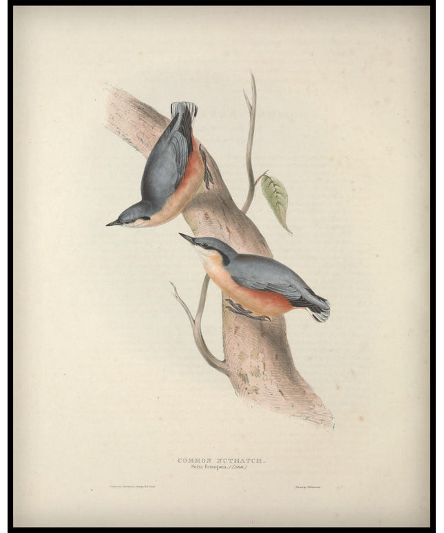 Sitta Europea Poster