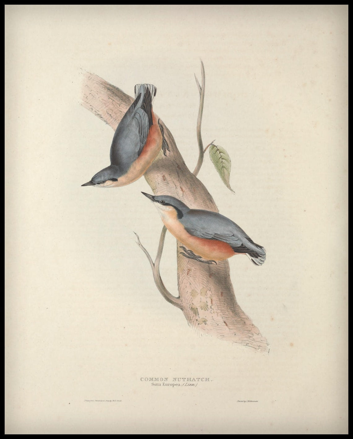 Poster Sitta Europea
