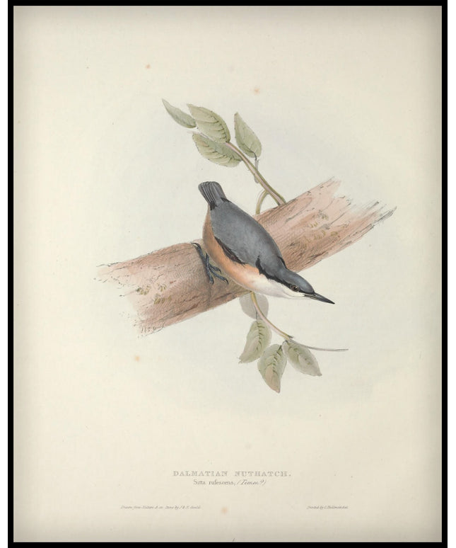 Sitta Rufescens Poster