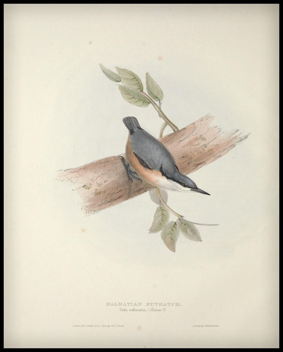 Poster Sitta Rufescens