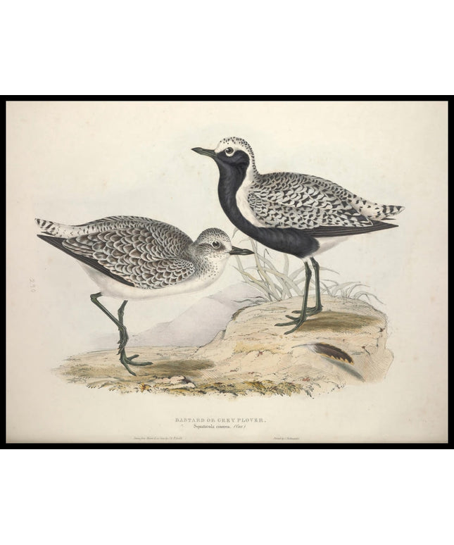 Squatarola Cinerea Poster