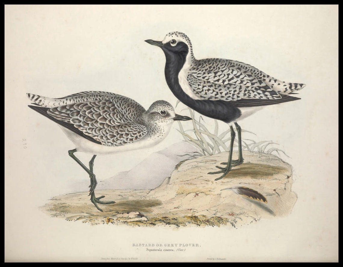 Poster Squatarola Cinerea