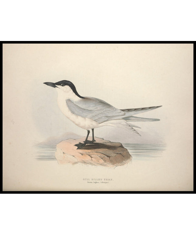 Sterna Anglica Poster