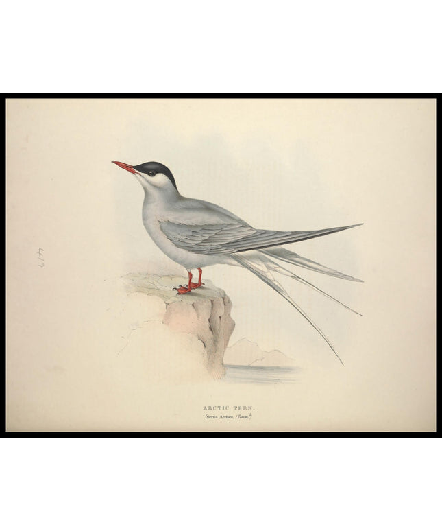 Sterna Arctica Poster