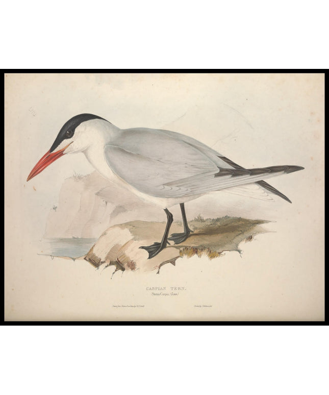 Sterna Caspia Poster