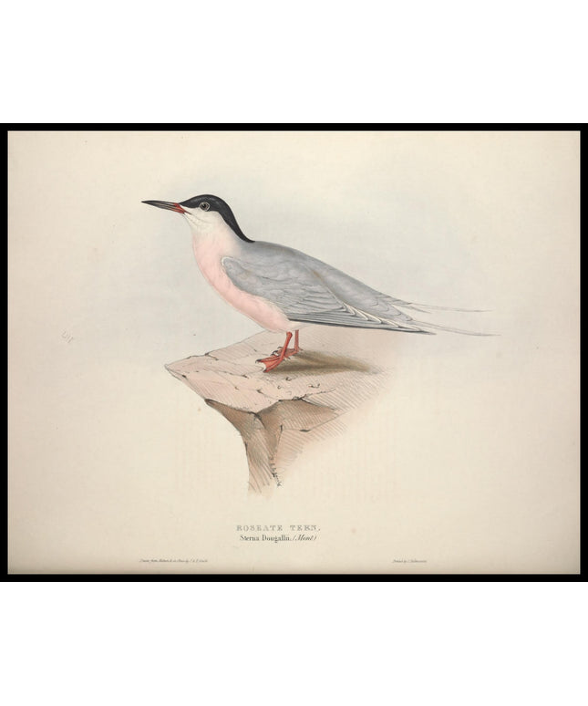 Sterna Dougallii Poster