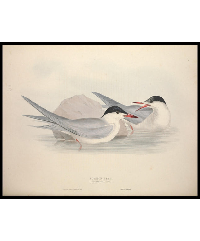 Sterna Hirundo Poster