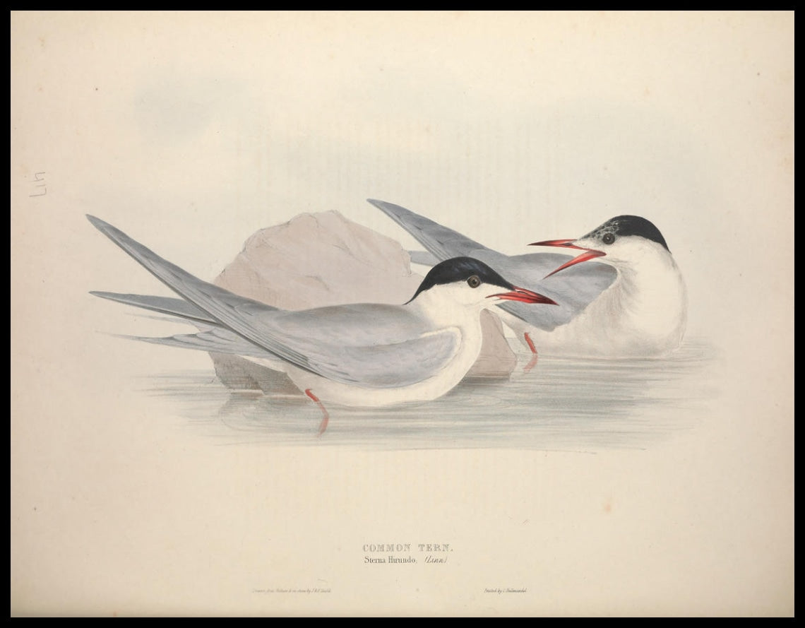 Poster Sterna Hirundo