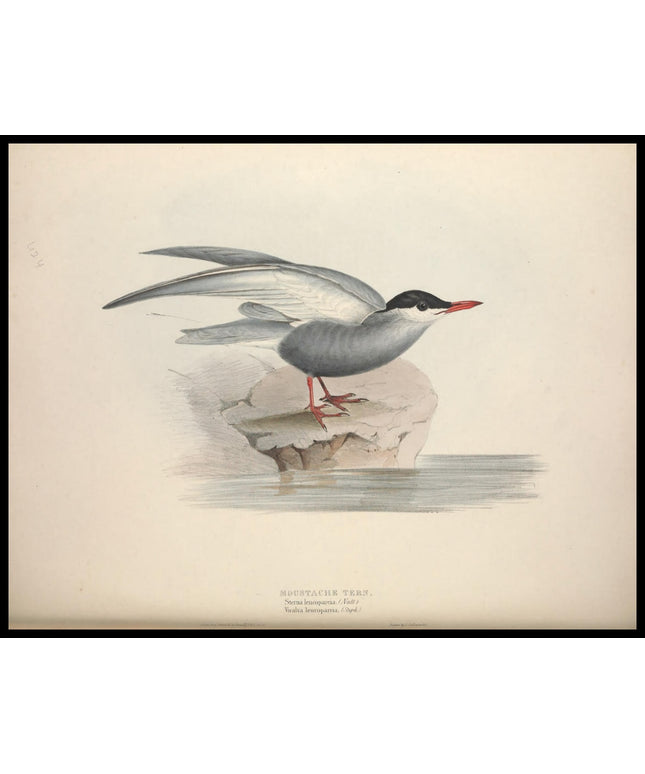 Sterna Leucopareia Poster