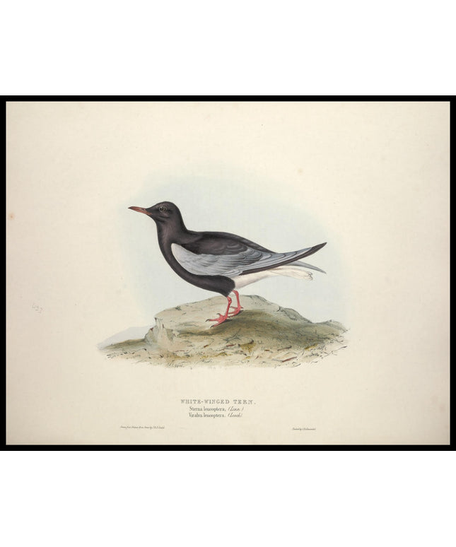 Sterna Leucoptera Poster