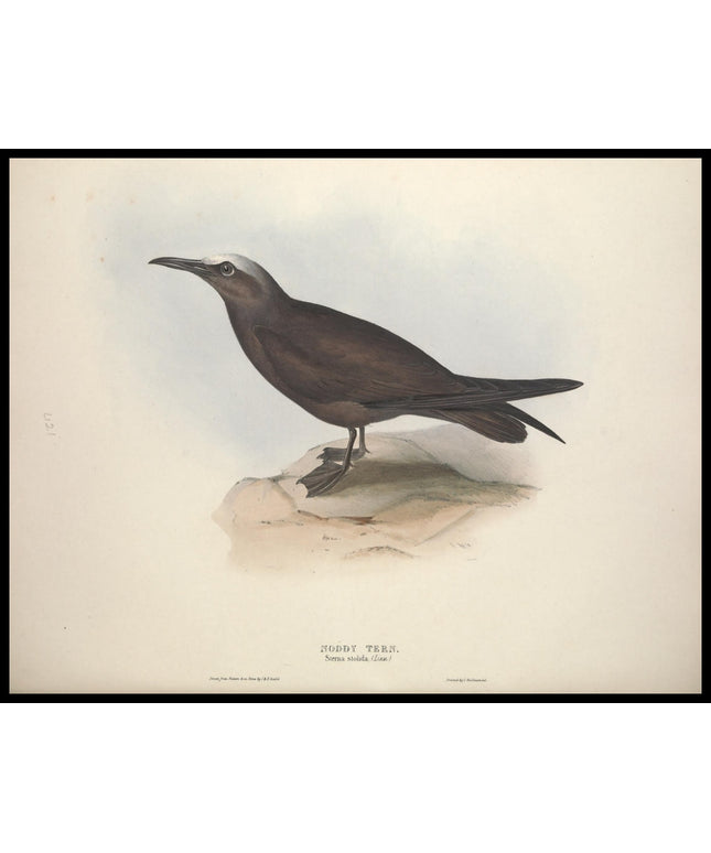 Sterna Stolida Poster