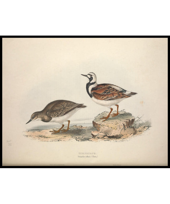 Strepsilas Collaris Poster