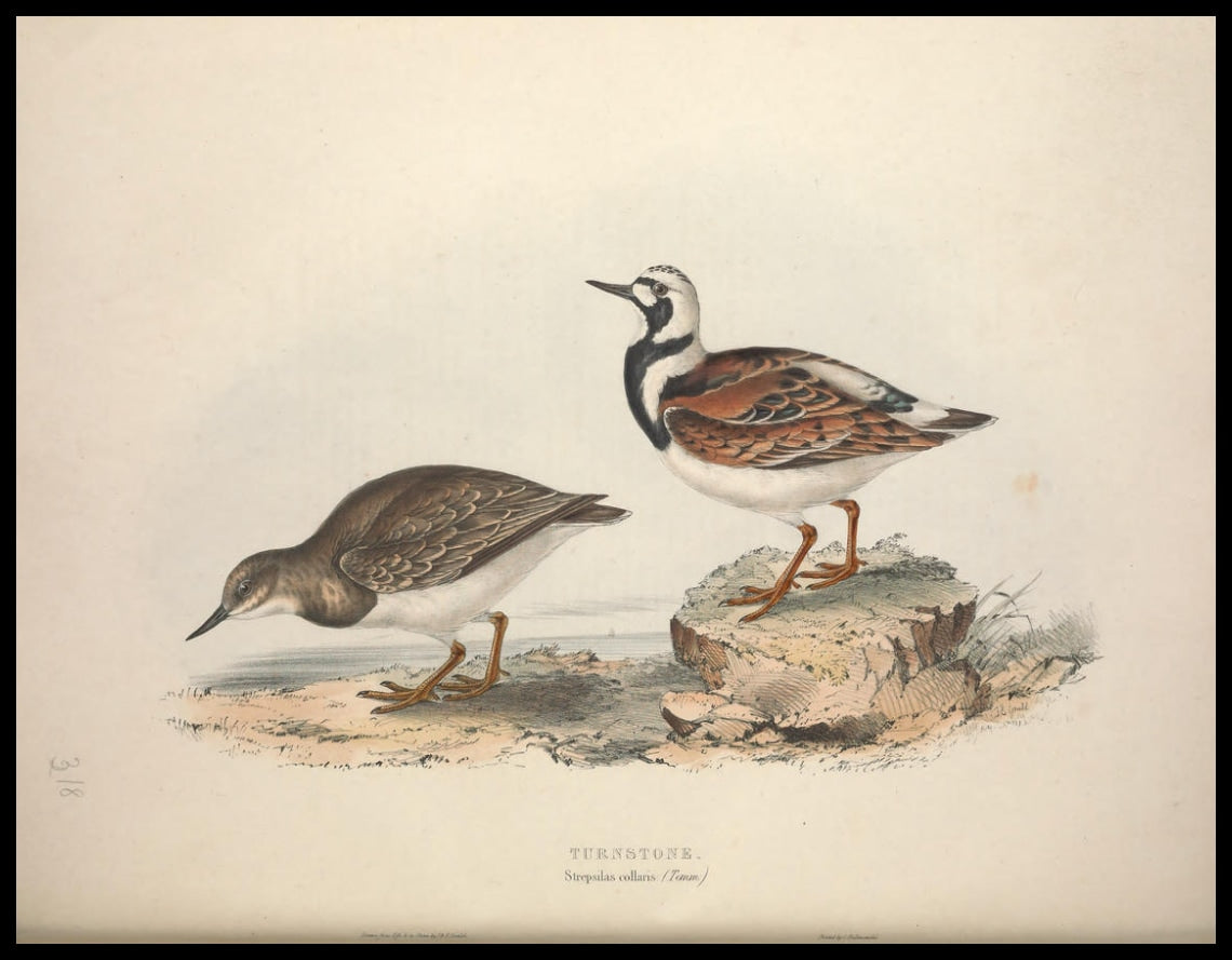 Affiche Strepsilas Collaris