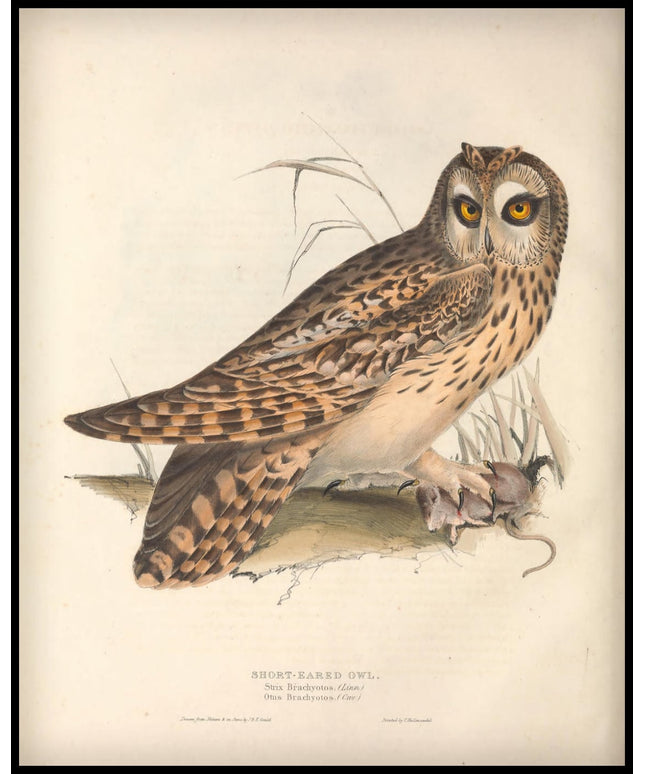 Strix Brachyotos Poster