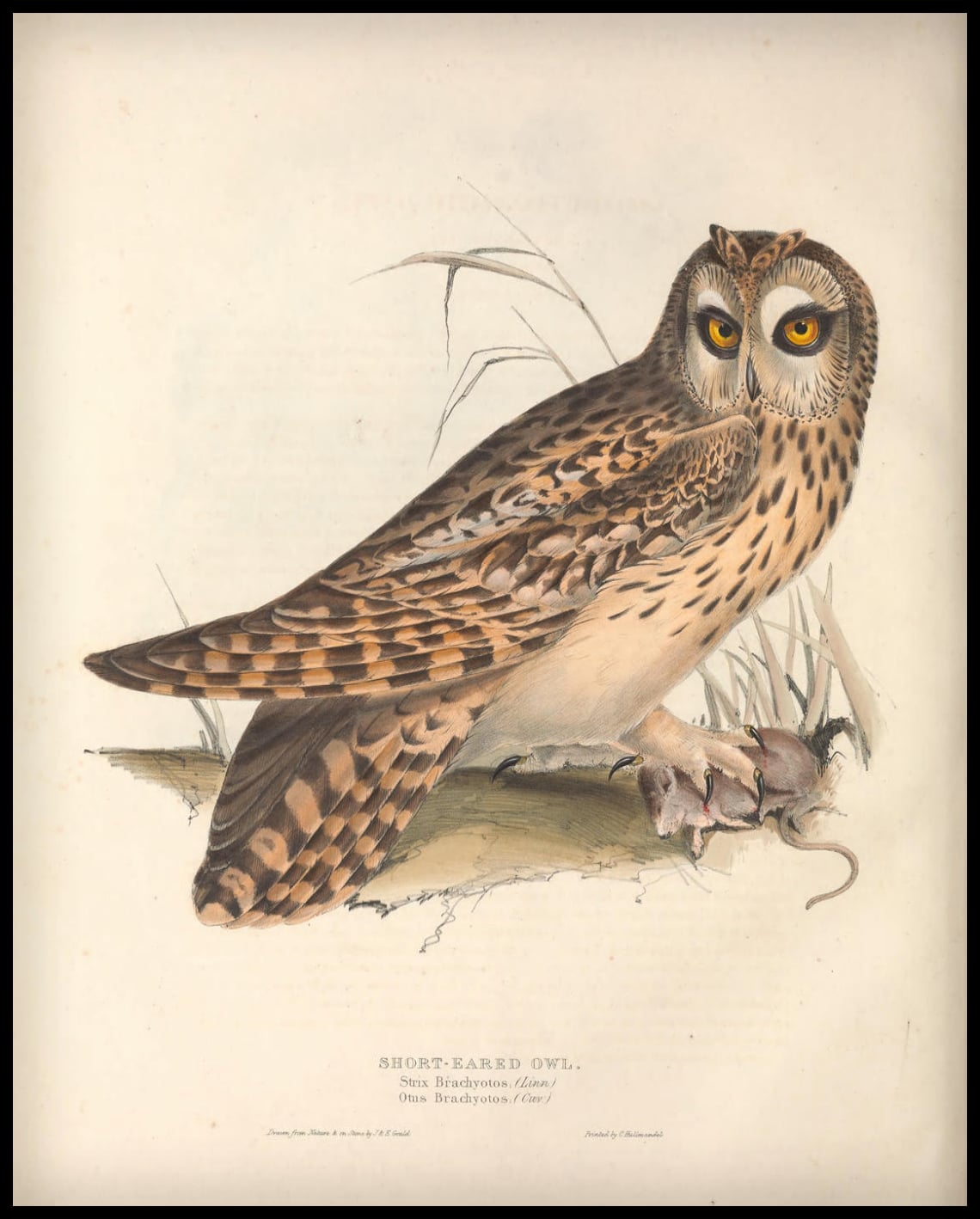 Affiche Strix Brachyotos
