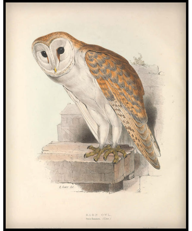 Strix Flammea Poster