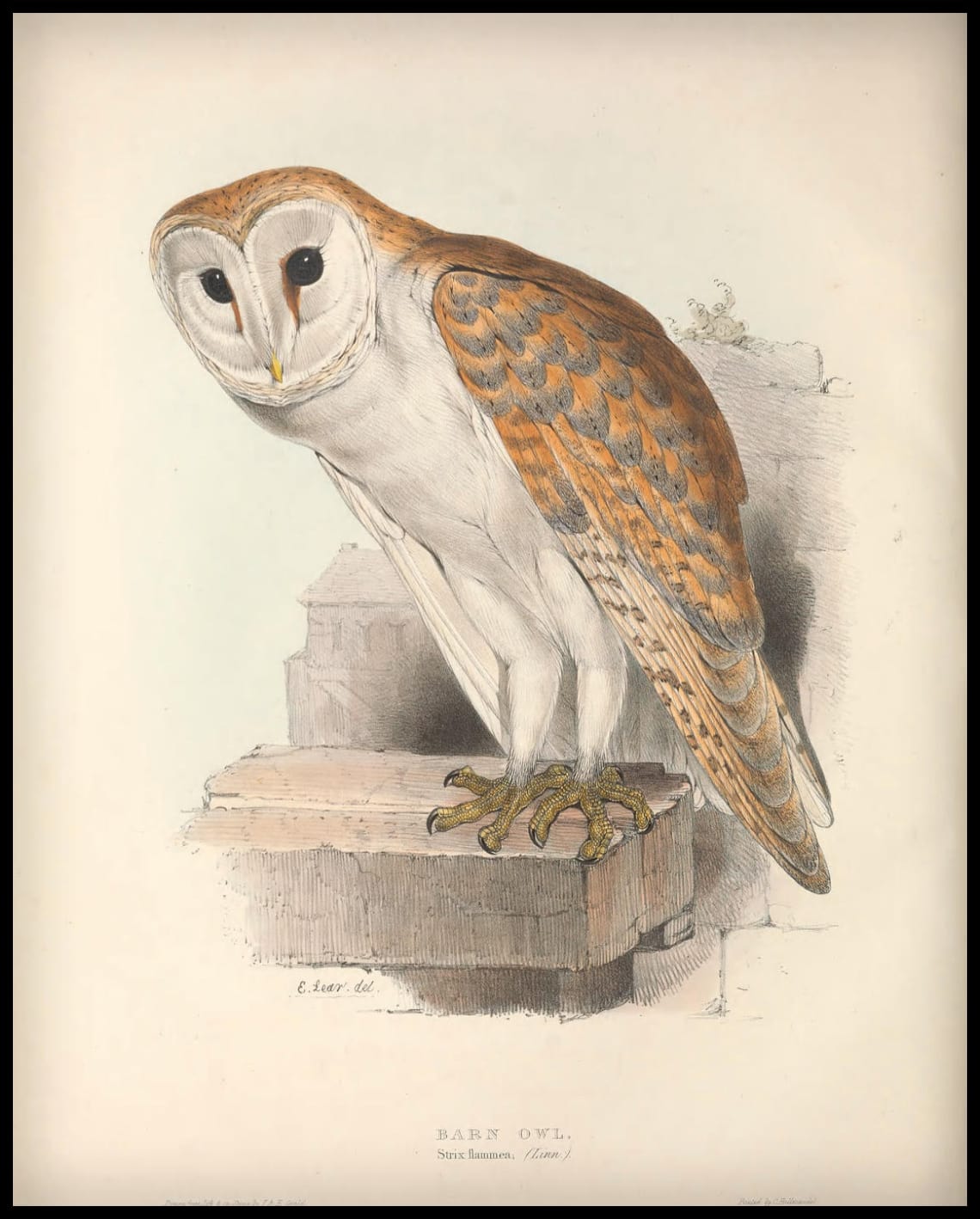Poster Strix Flammea