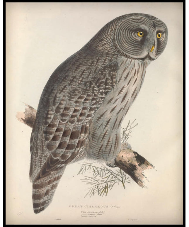 Strix Lapponica Poster