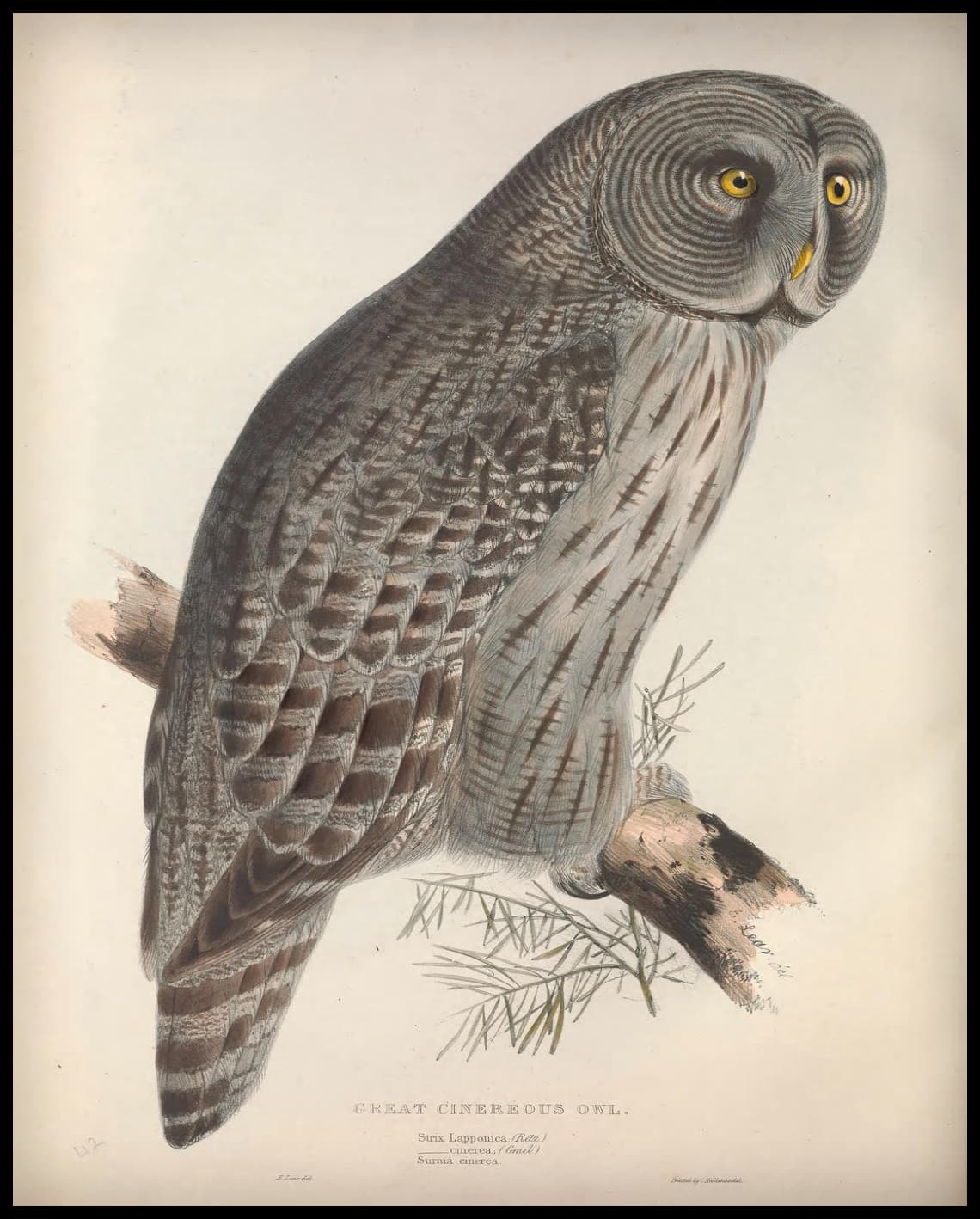 Affiche Strix Lapponica