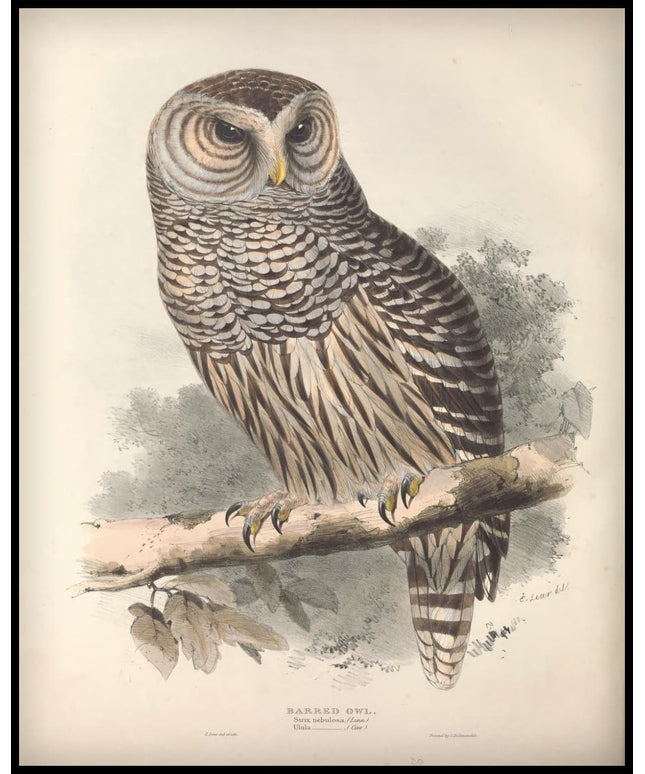 Strix Nebulosa Poster