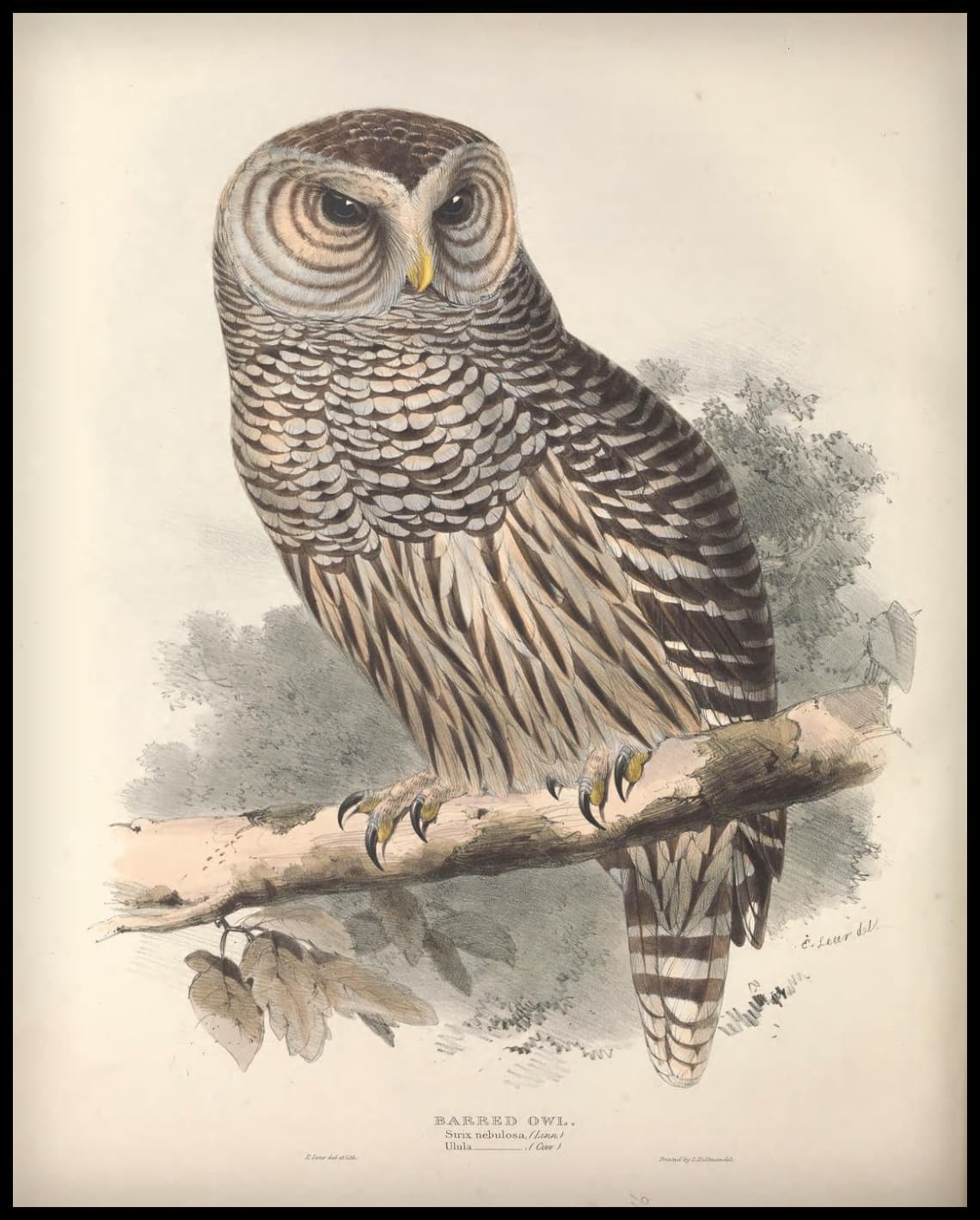 Affiche Strix Nebulosa