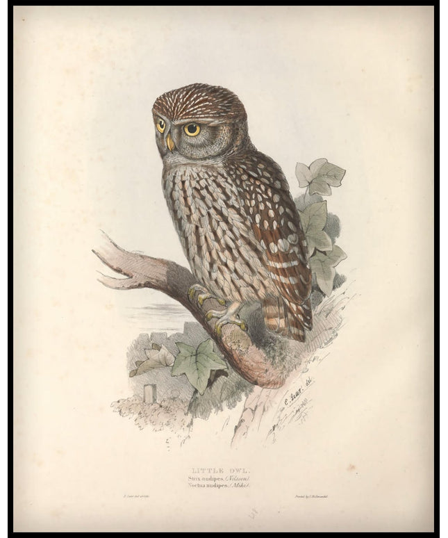 Strix Nudipes Poster