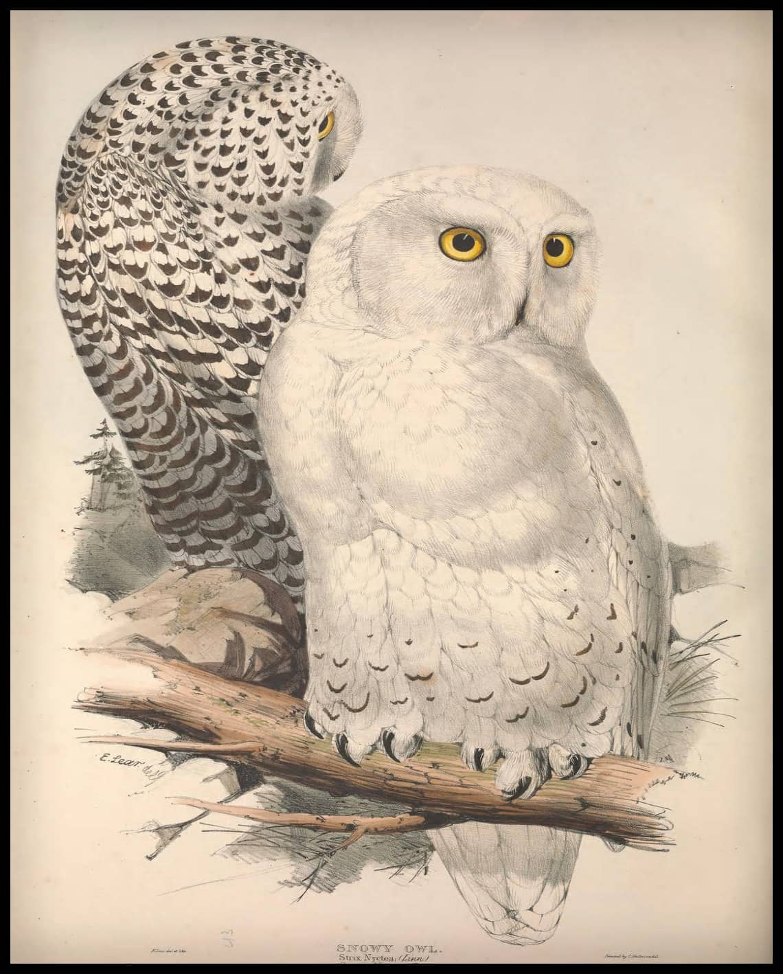 Affiche Strix Nyctea