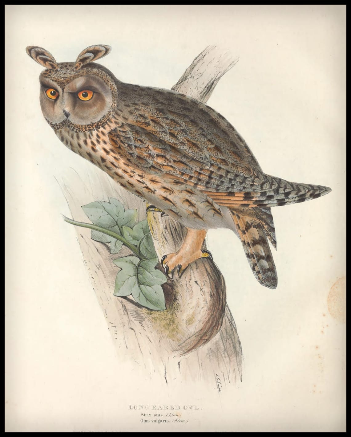 Affiche Strix Otus