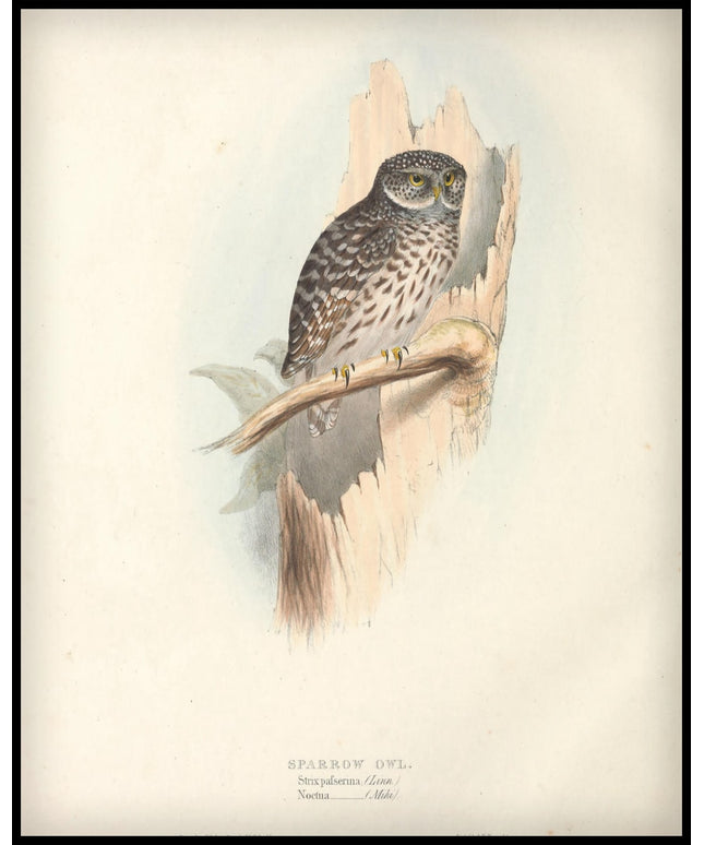 Strix Pafserina Poster