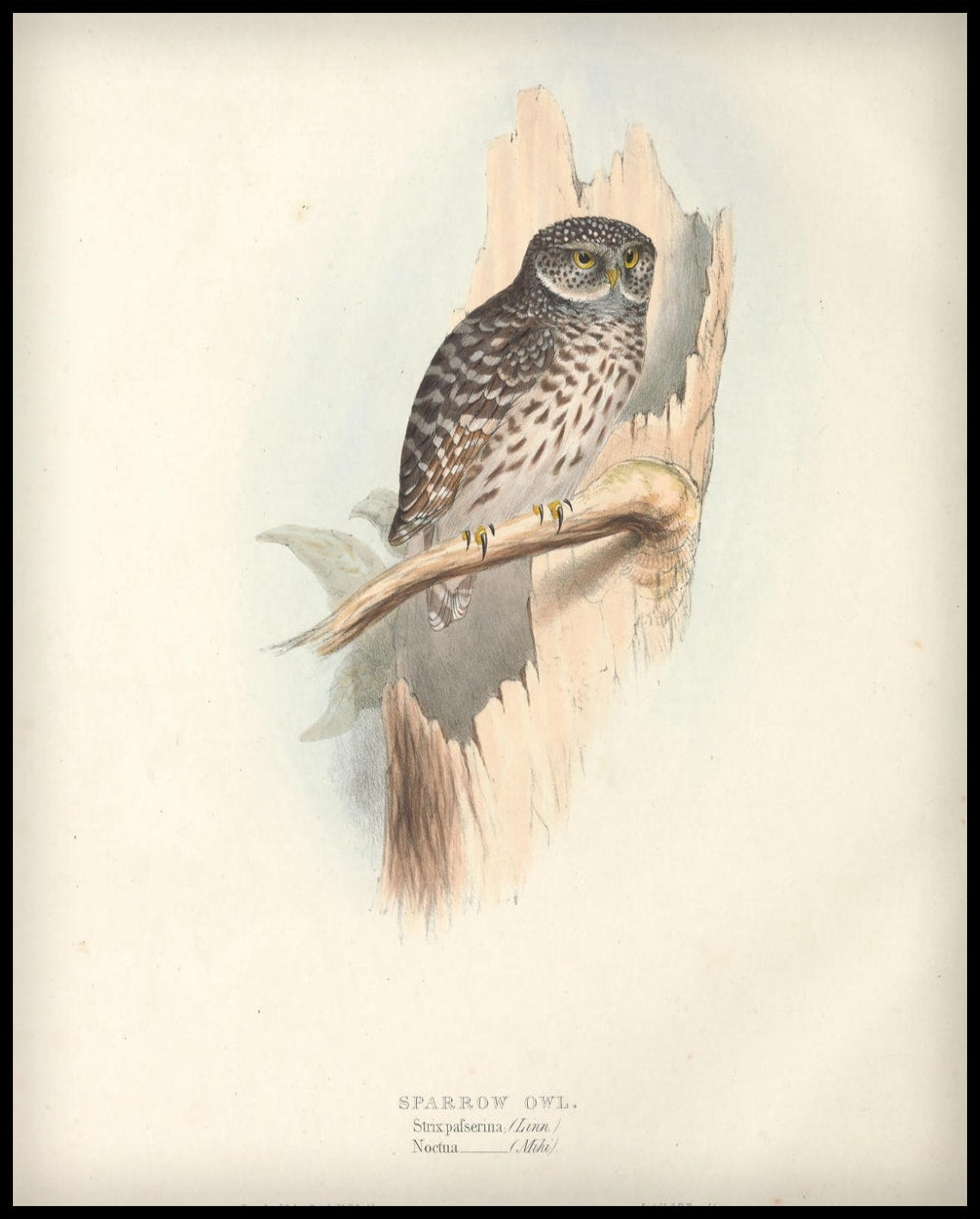 Affiche Strix Pafserina