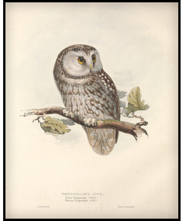 Strix Tengmalmi Poster