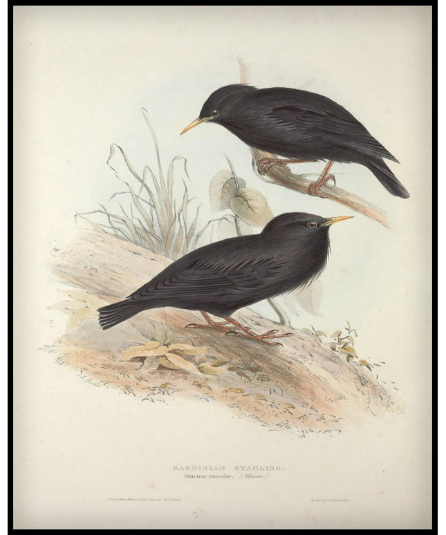 Sturnus Unicolor Poster