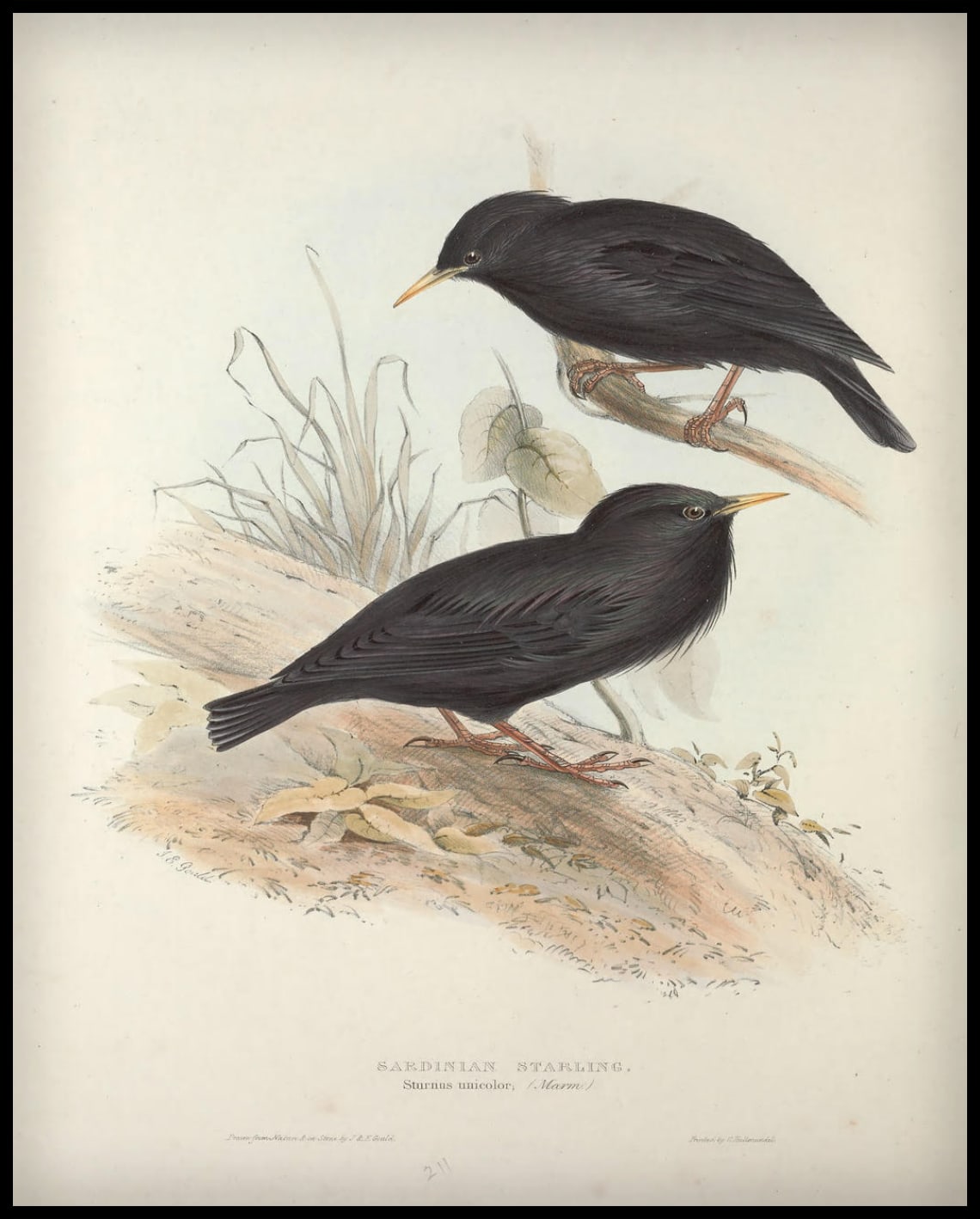 Poster Sturnus Unicolor