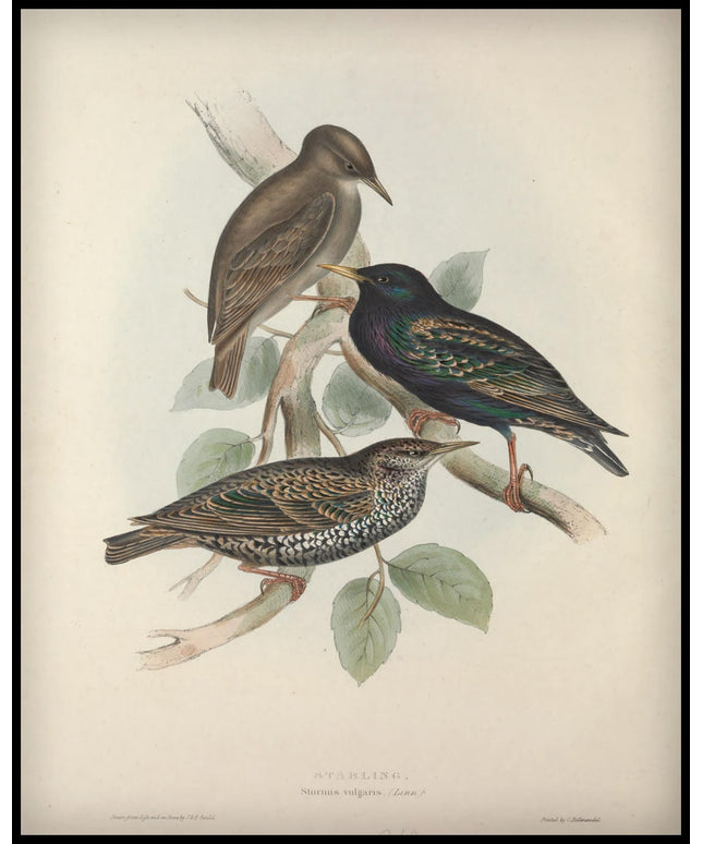 Sturnus Vulgaris Poster