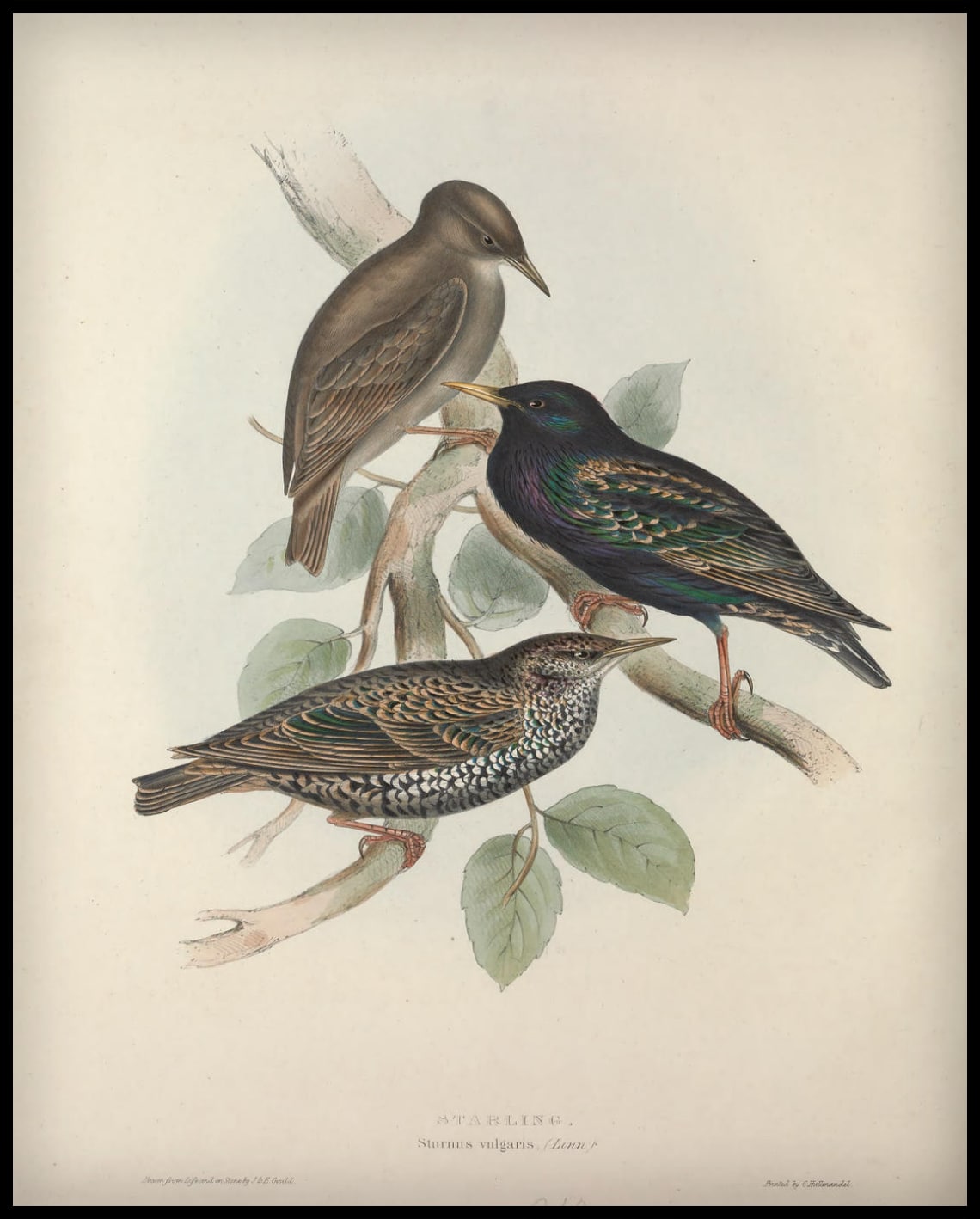 Poster Sturnus Vulgaris