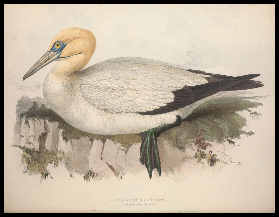Affiche Sula Melannra