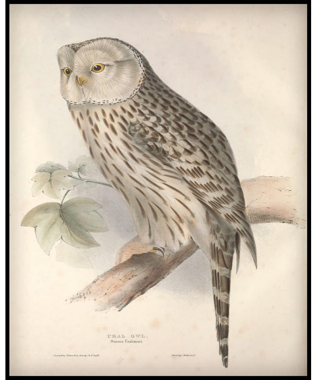 Surnia Uralensis Poster