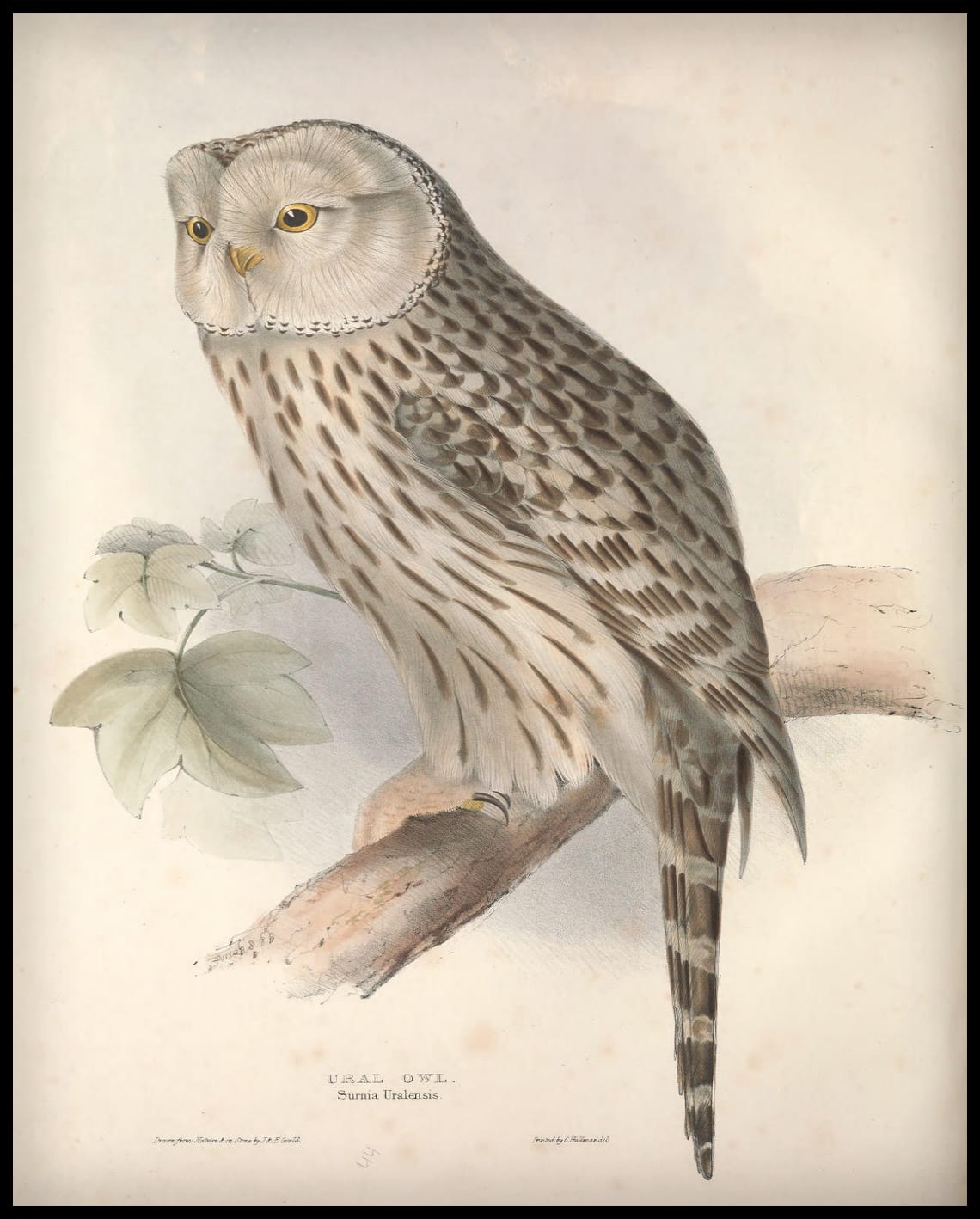 Poster Surnia Uralensis