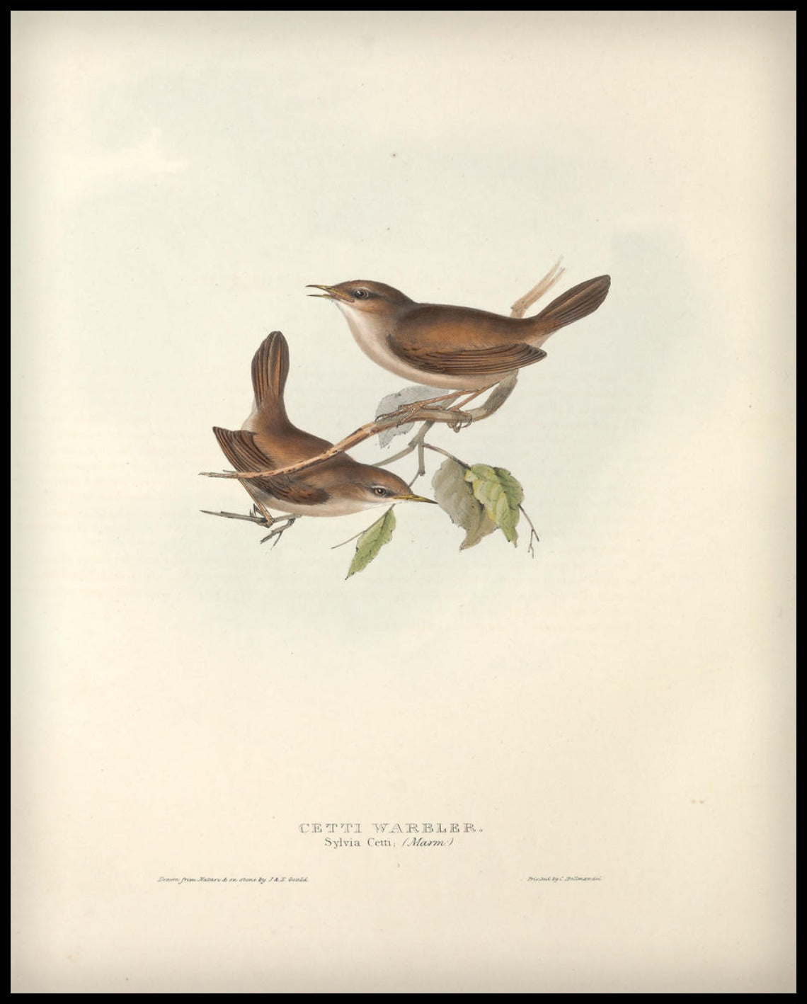 Affiche Sylvia Cetti