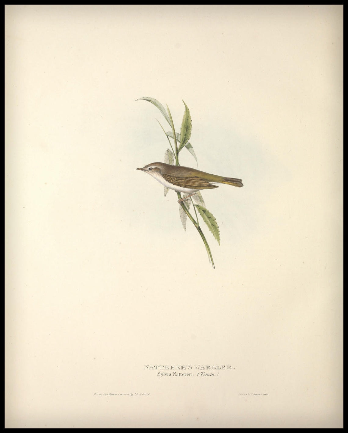 Affiche Sylvia Nattereri