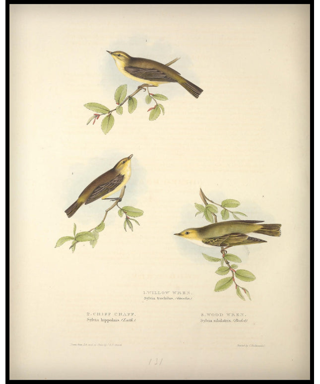 Sylvia Trochilus, Hippolais & Sbilatrix Poster